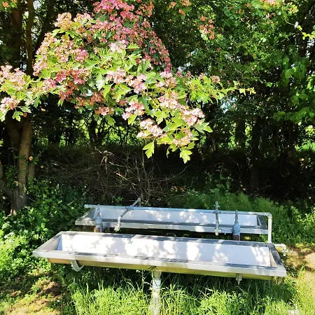 Naturskolen
